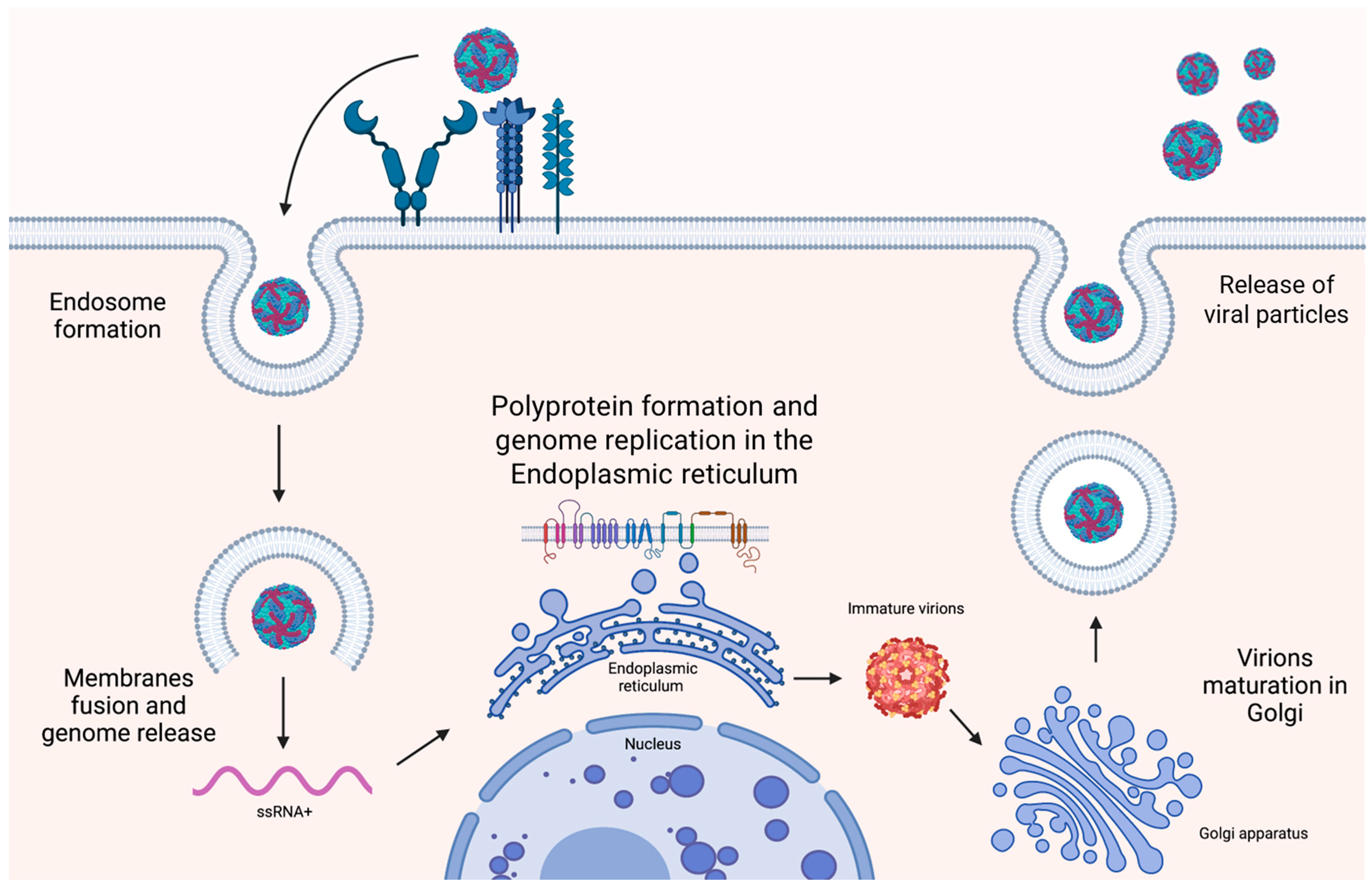 Tropicalmed 09 00166 g002