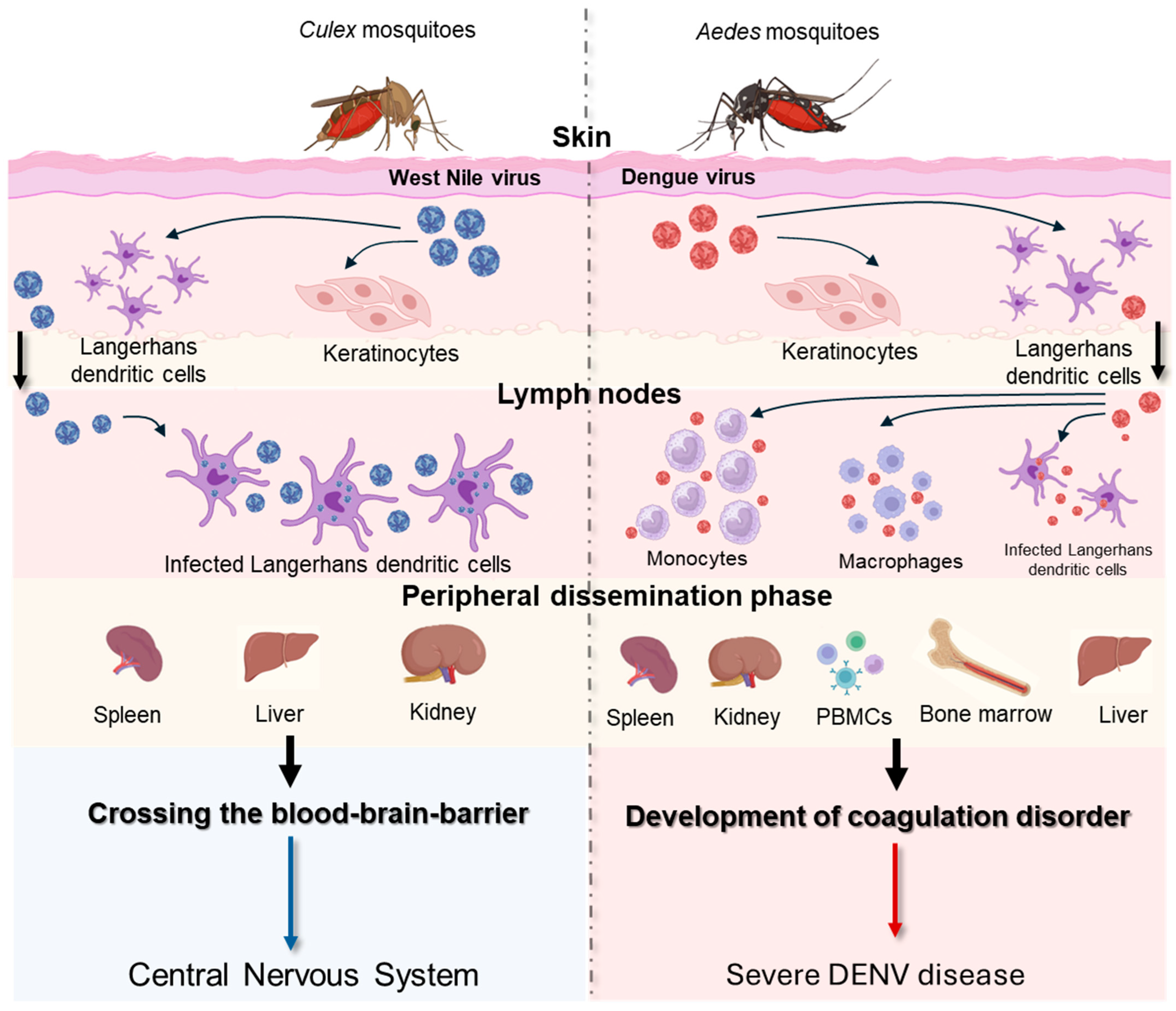 Tropicalmed 09 00166 g004