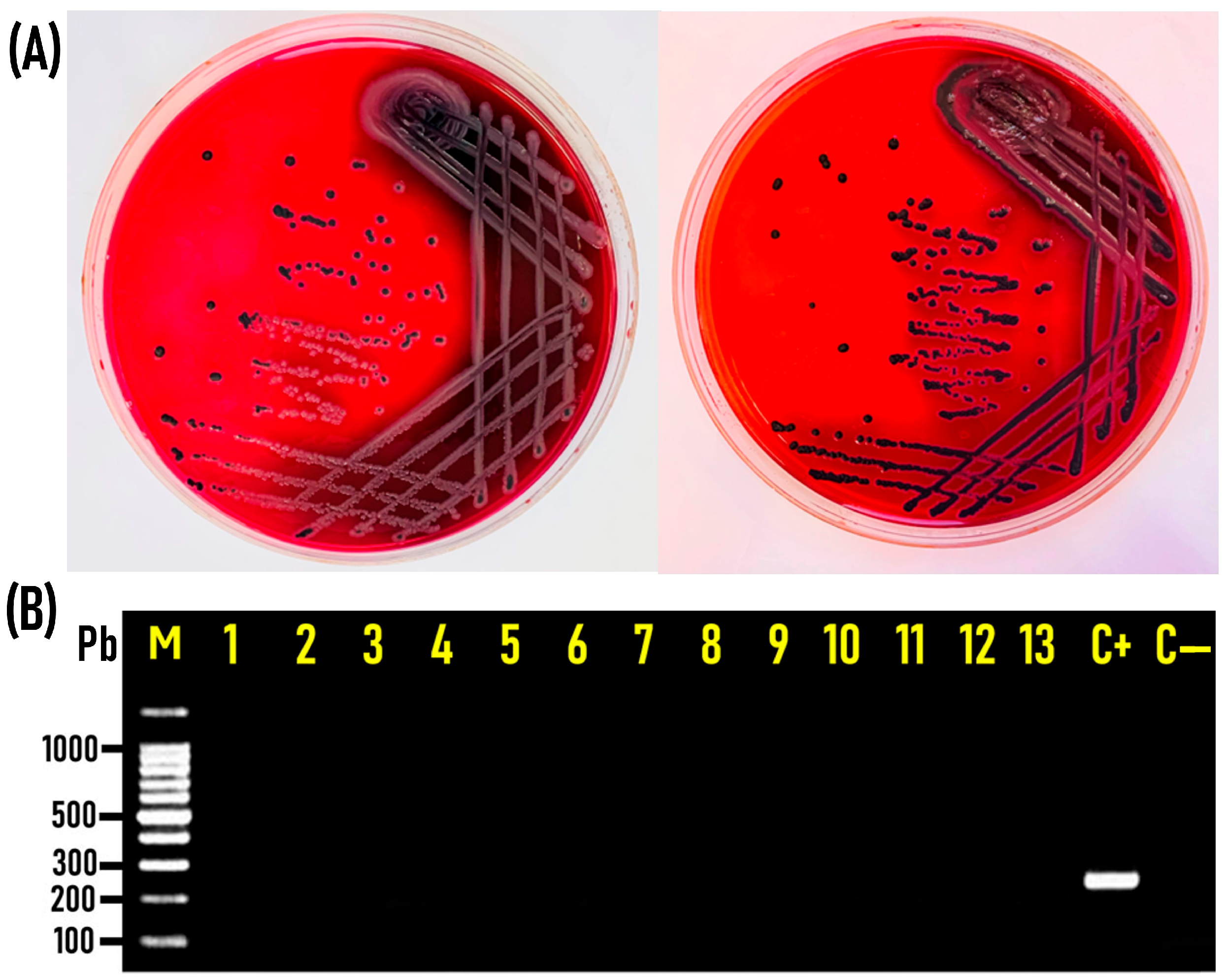 Tropicalmed 09 00217 g001