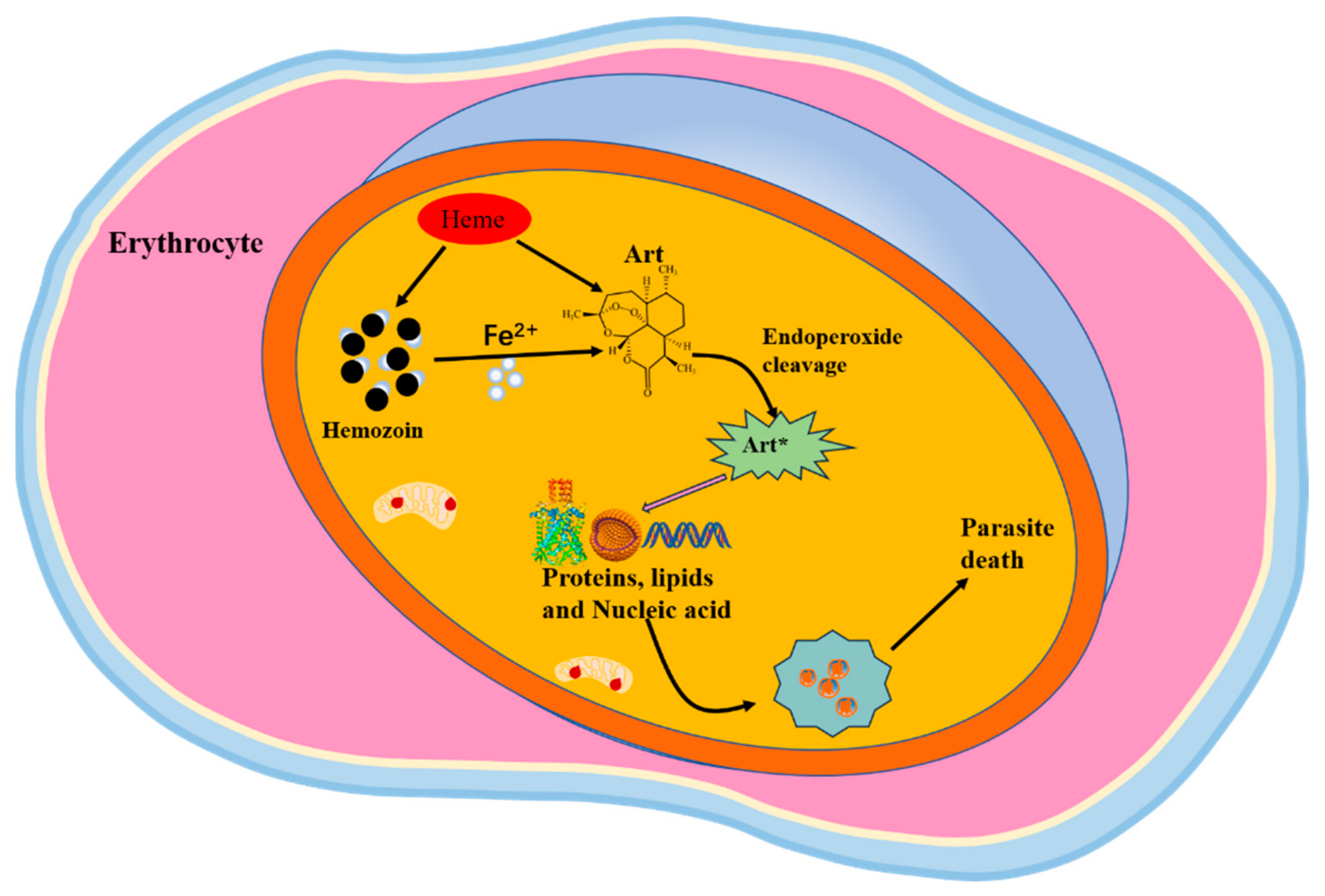 Tropicalmed 09 00223 g002