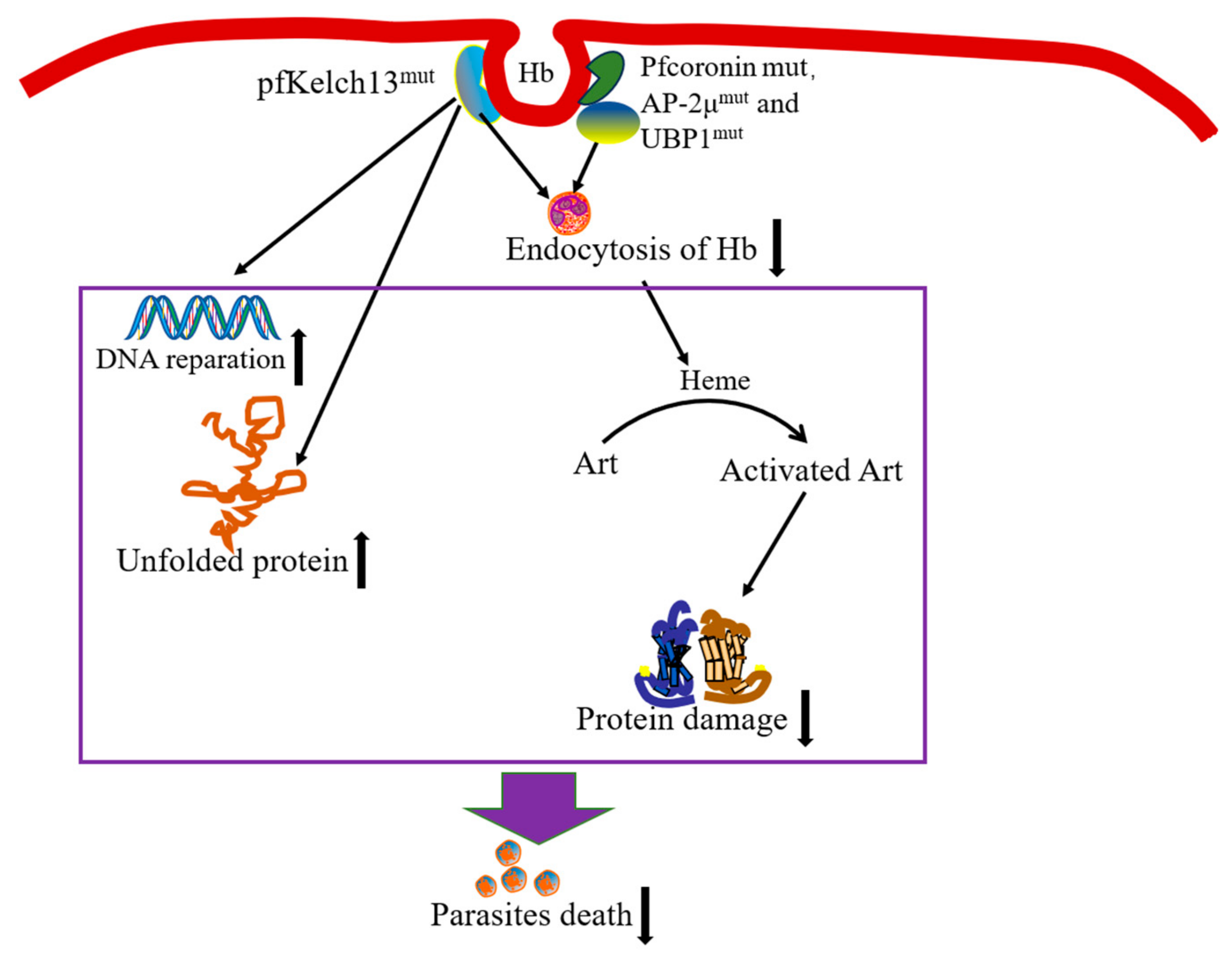 Tropicalmed 09 00223 g003