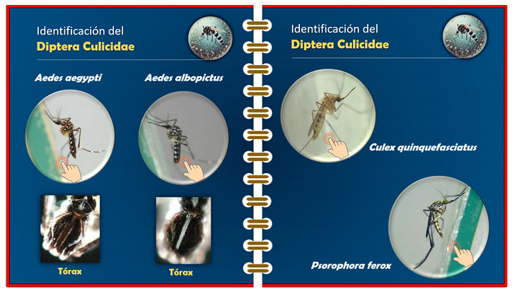 Tropicalmed 09 00256 i002