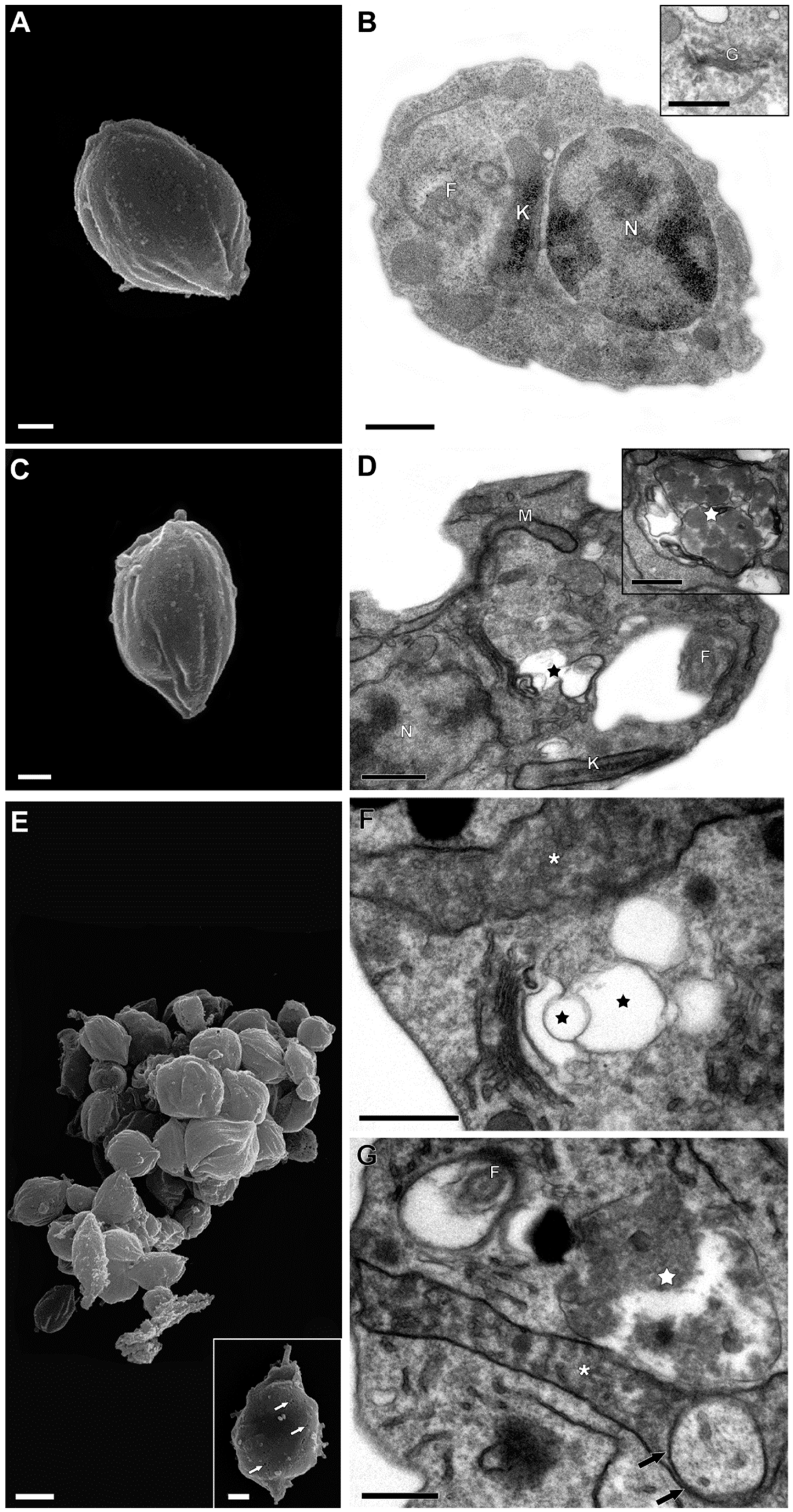 Tropicalmed 09 00259 g003 Tropicalmed 09 00259 g003