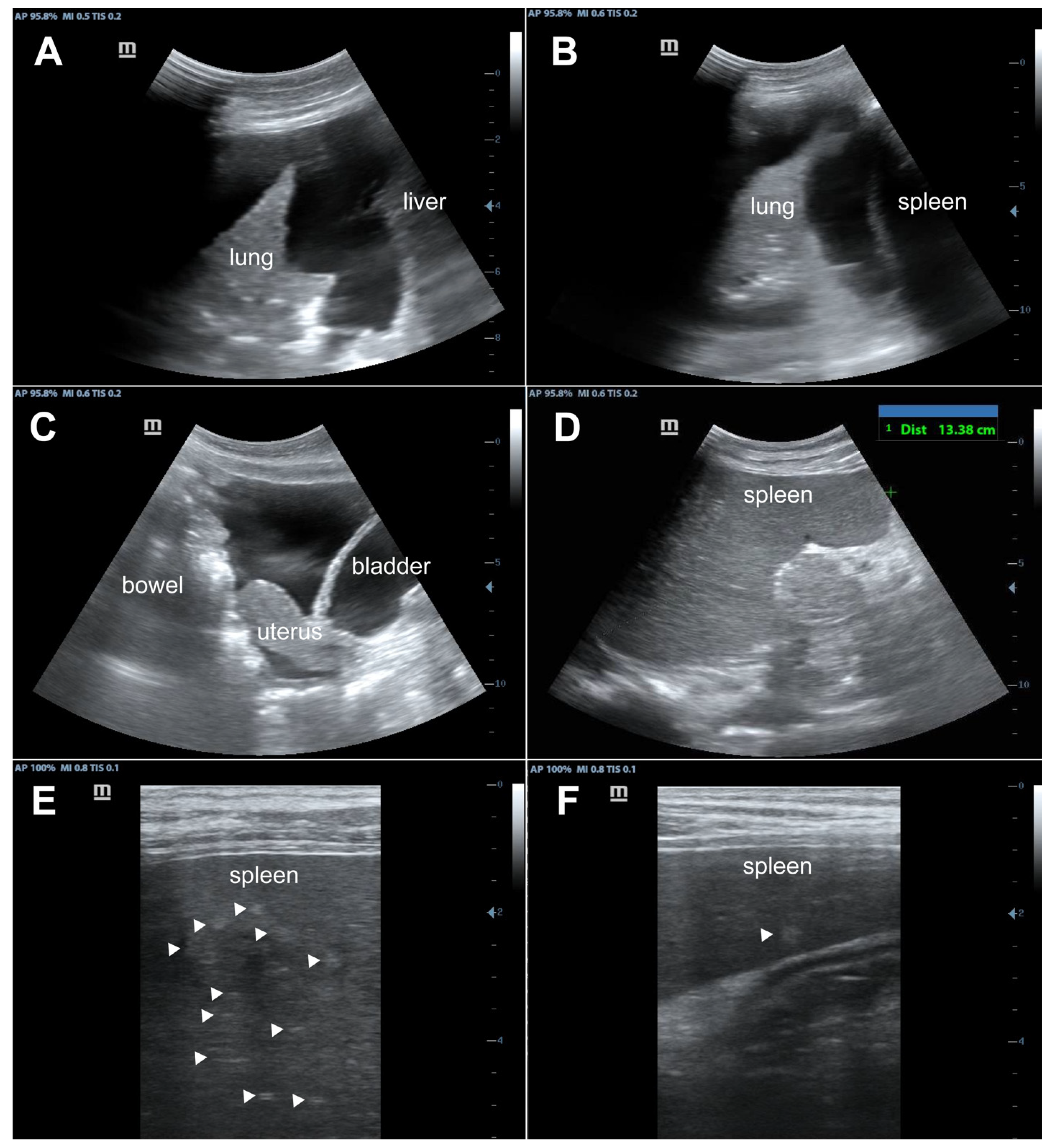 Tropicalmed 09 00307 g003
