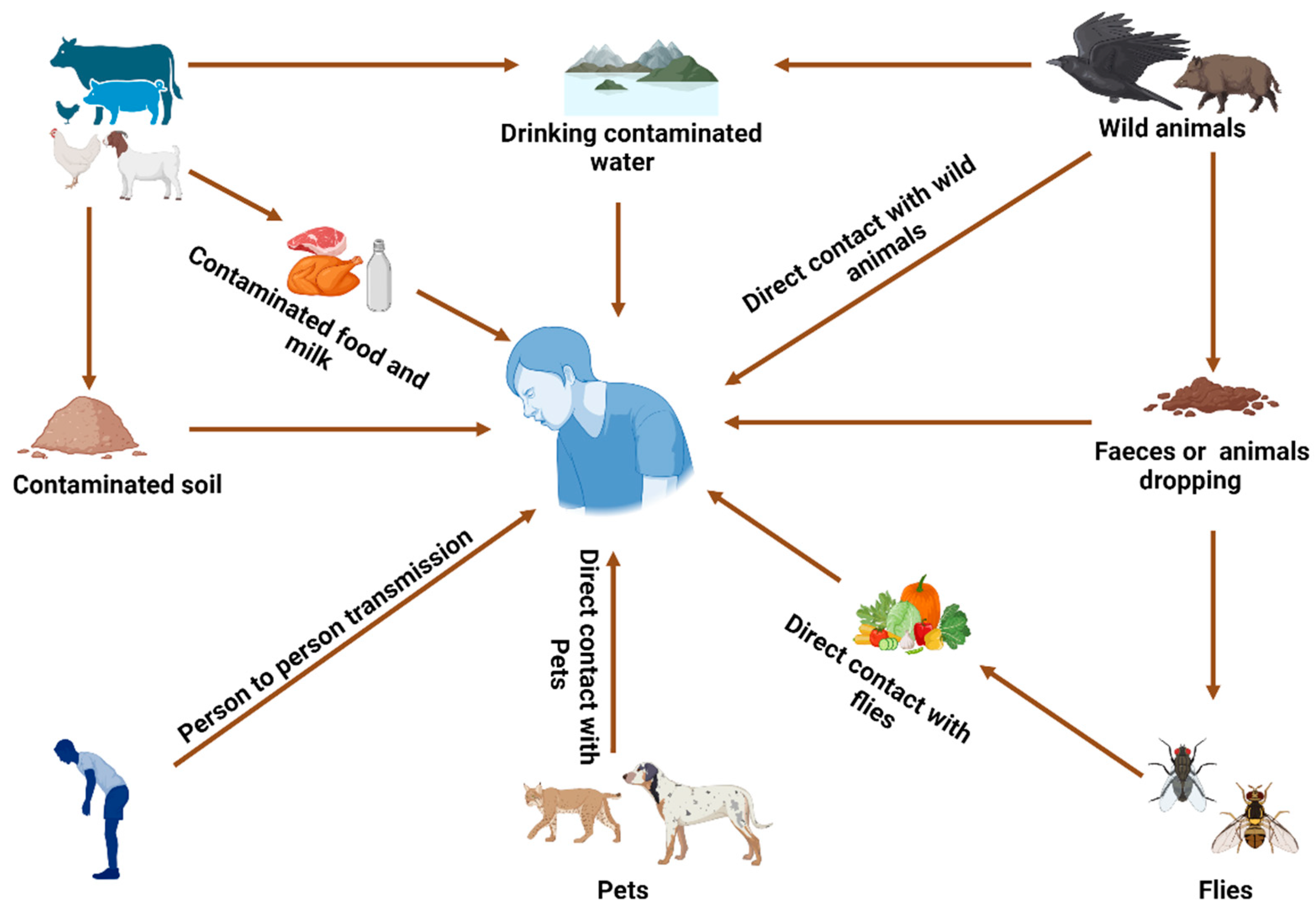 Tropicalmed 10 00025 g001