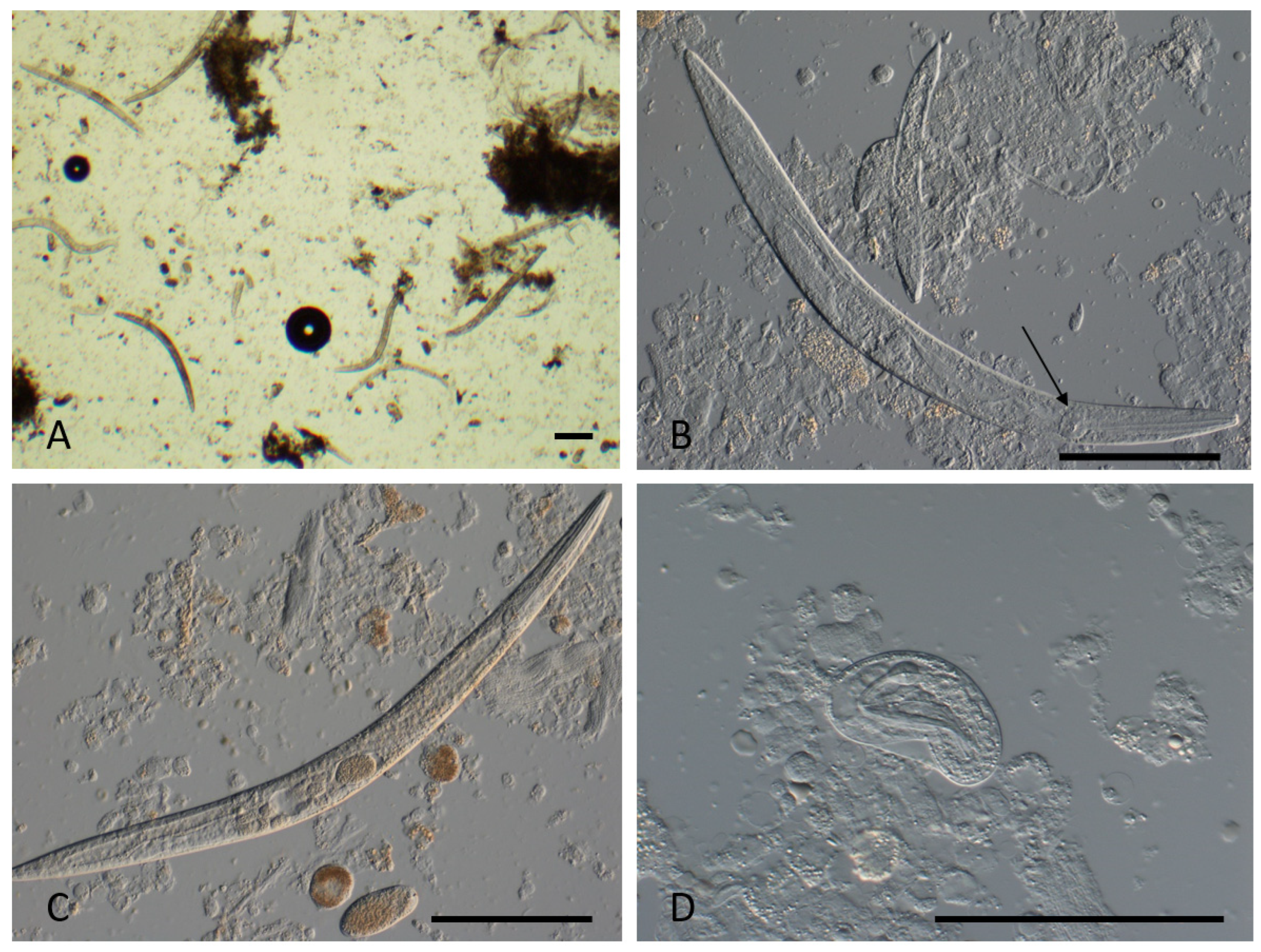 Tropicalmed 10 00037 g003