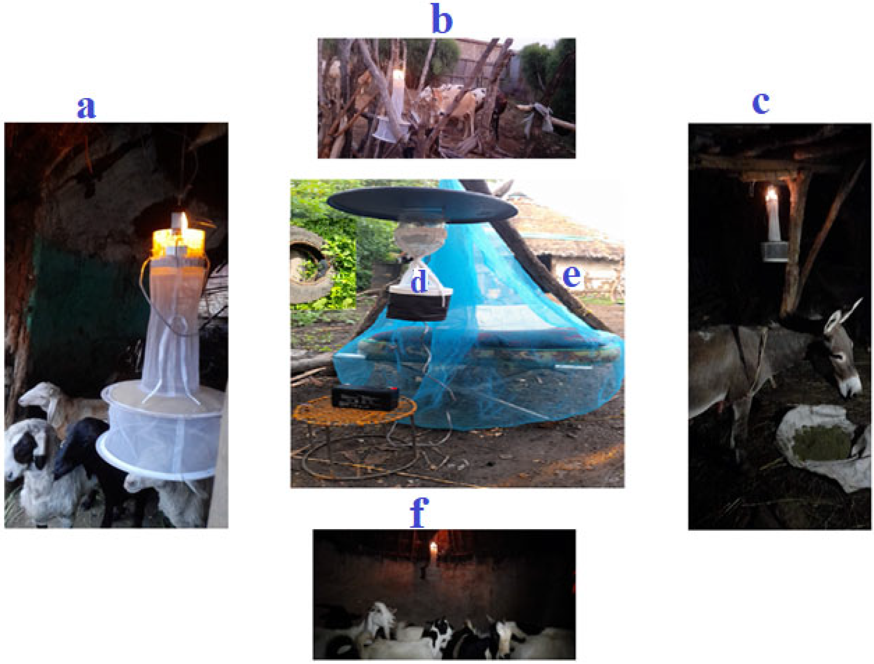 Tropicalmed 10 00038 g002