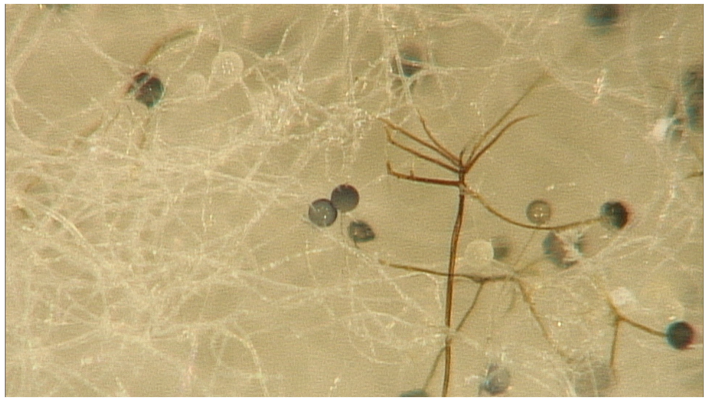 Tropicalmed 10 00086 g001