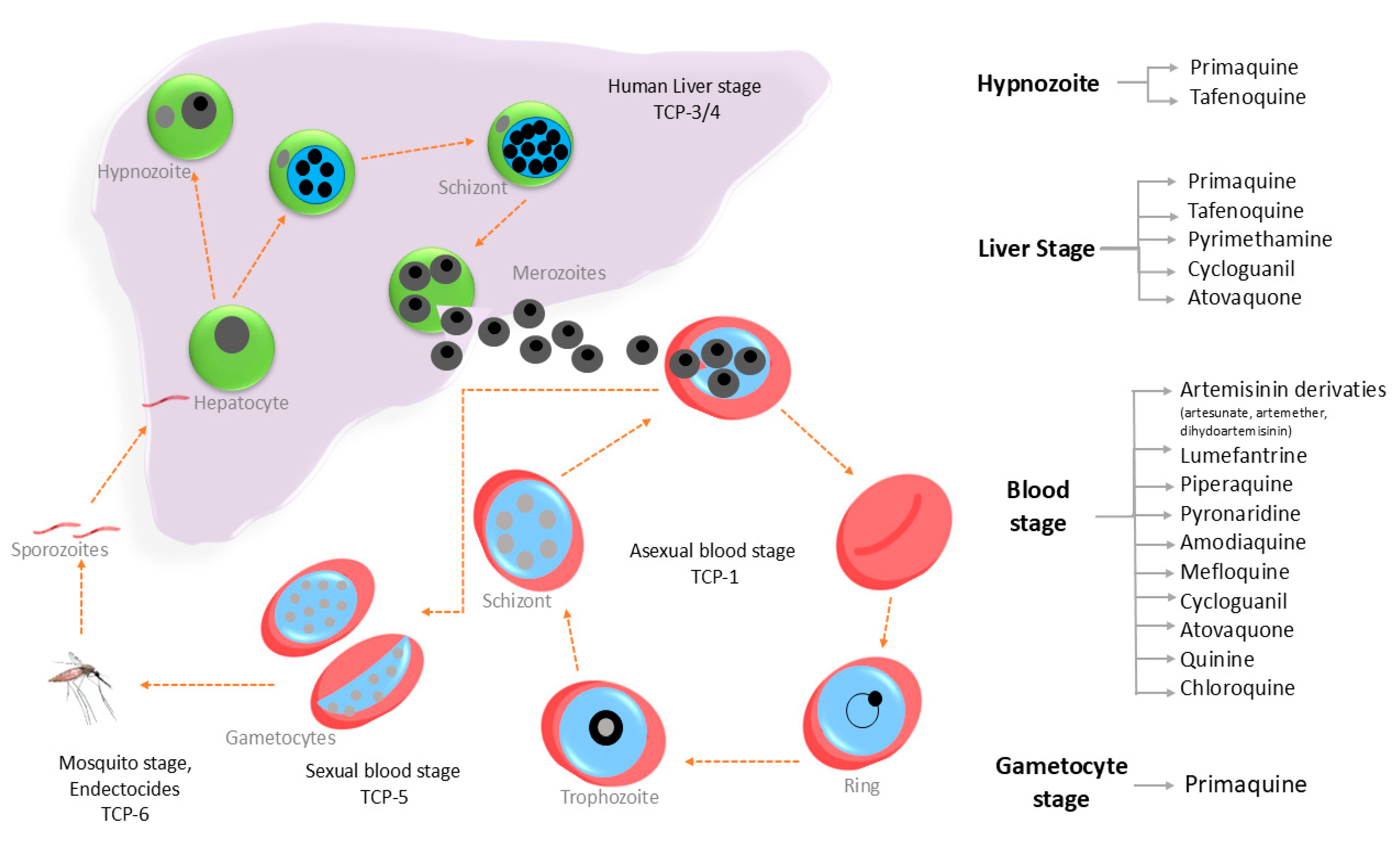 Tropicalmed 10 00094 g002