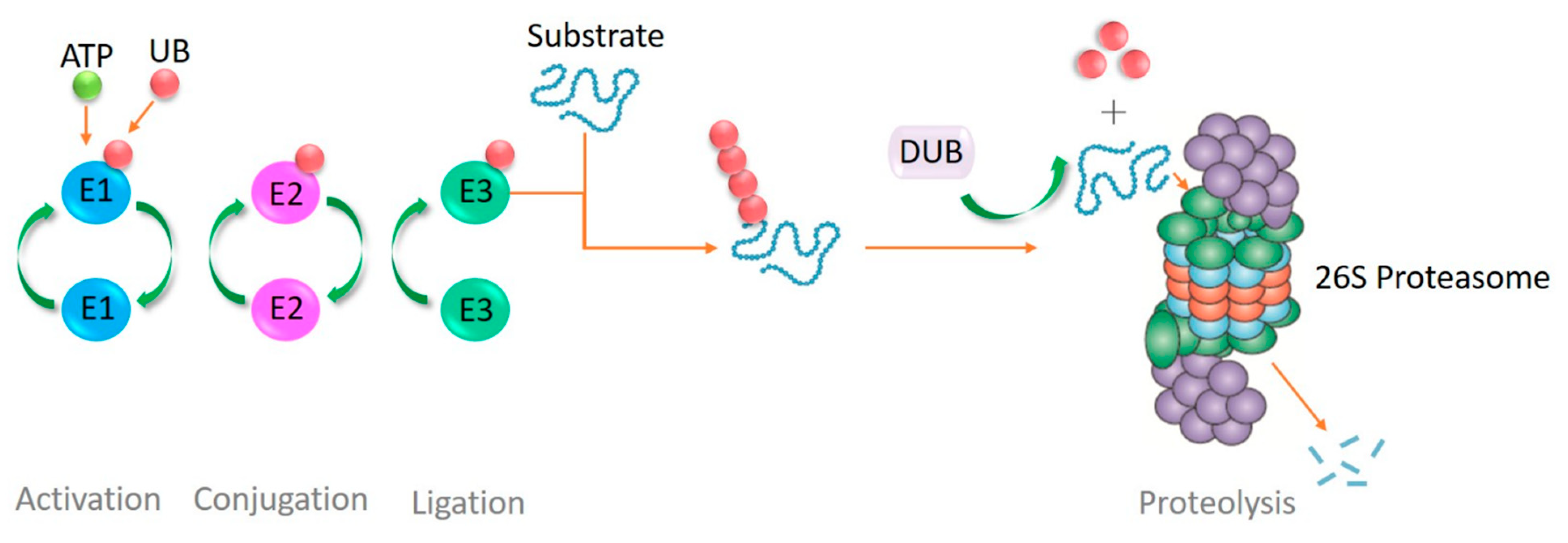 Tropicalmed 10 00094 g003