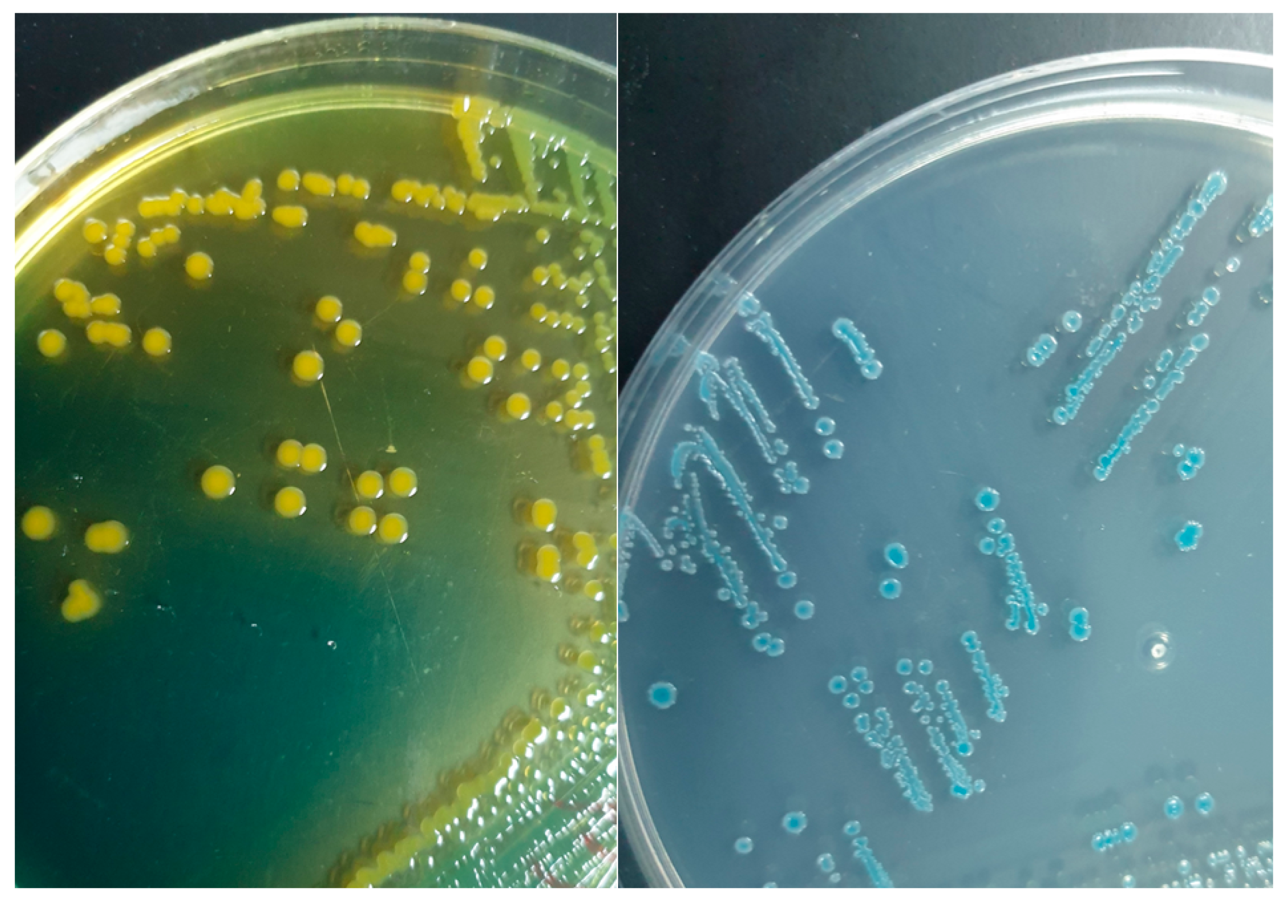 Tropicalmed 10 00110 g001