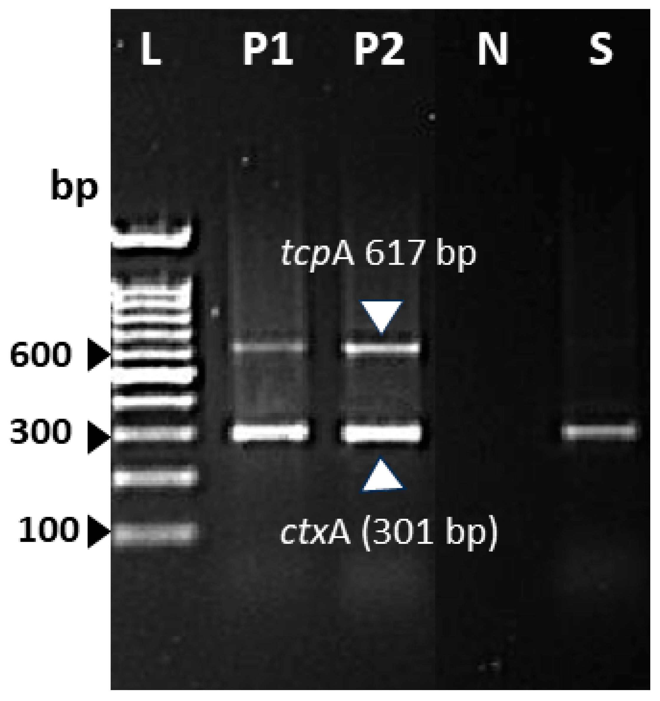 Tropicalmed 10 00110 g003