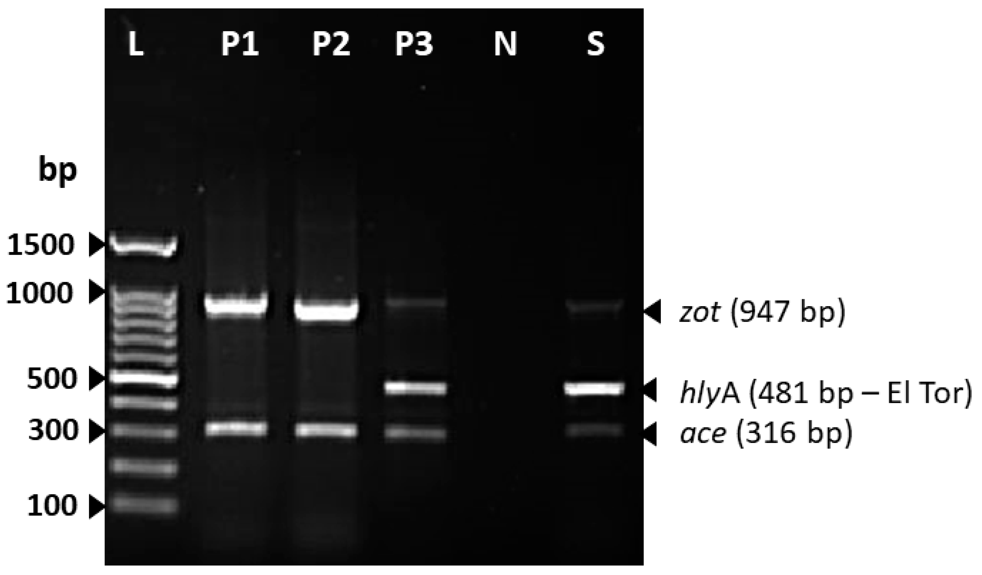 Tropicalmed 10 00110 g004