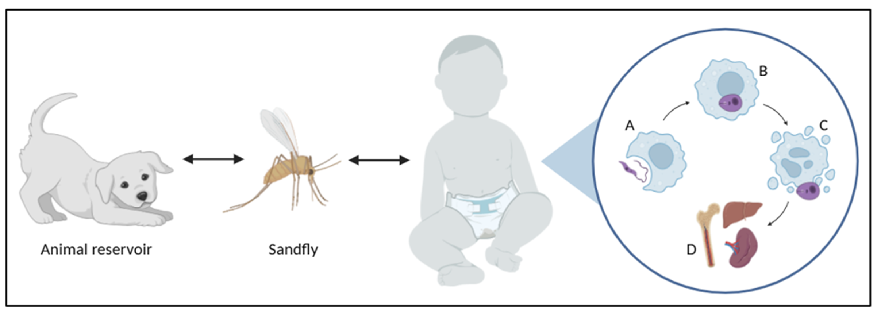 Tropicalmed 10 00136 g001