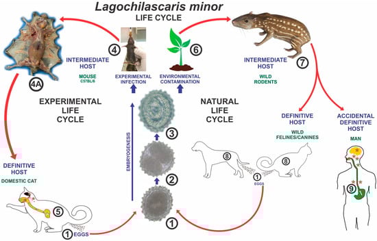 Tropicalmed 10 00177 g003