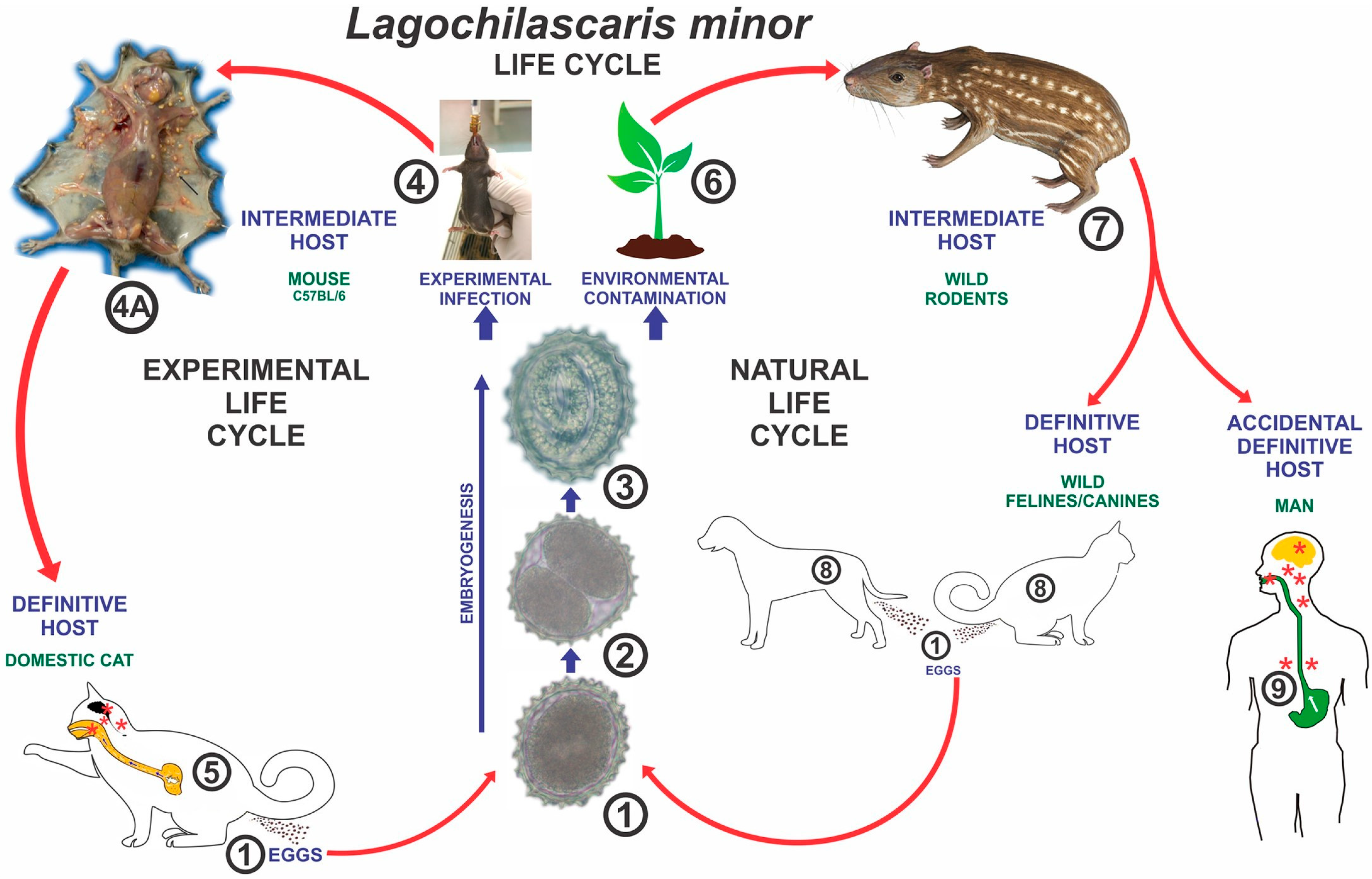 Tropicalmed 10 00177 g003