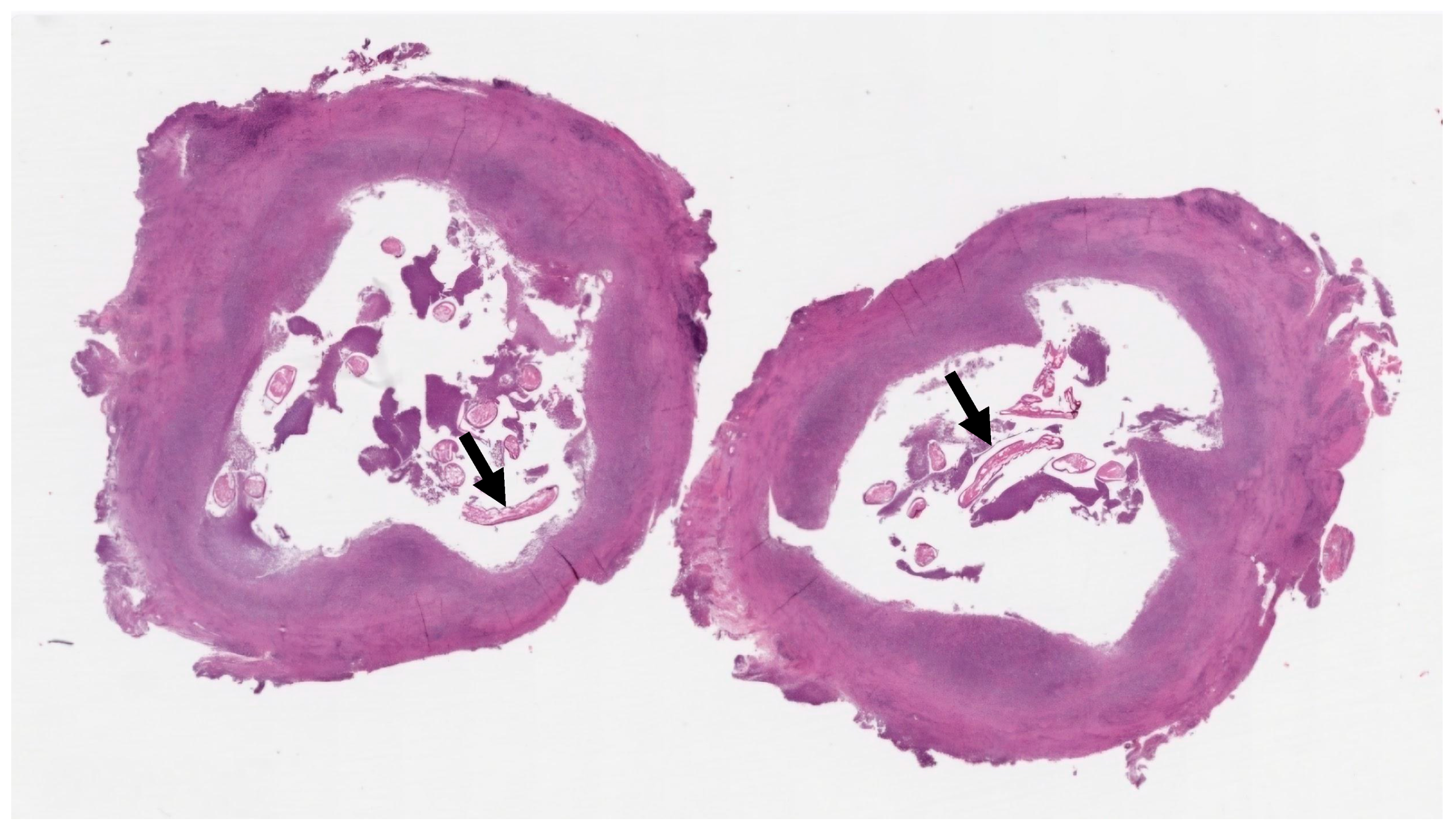 Tropicalmed 10 00184 g004