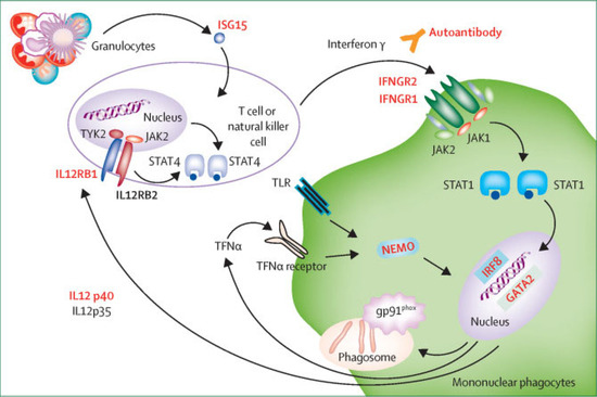 Tropicalmed 10 00202 g001