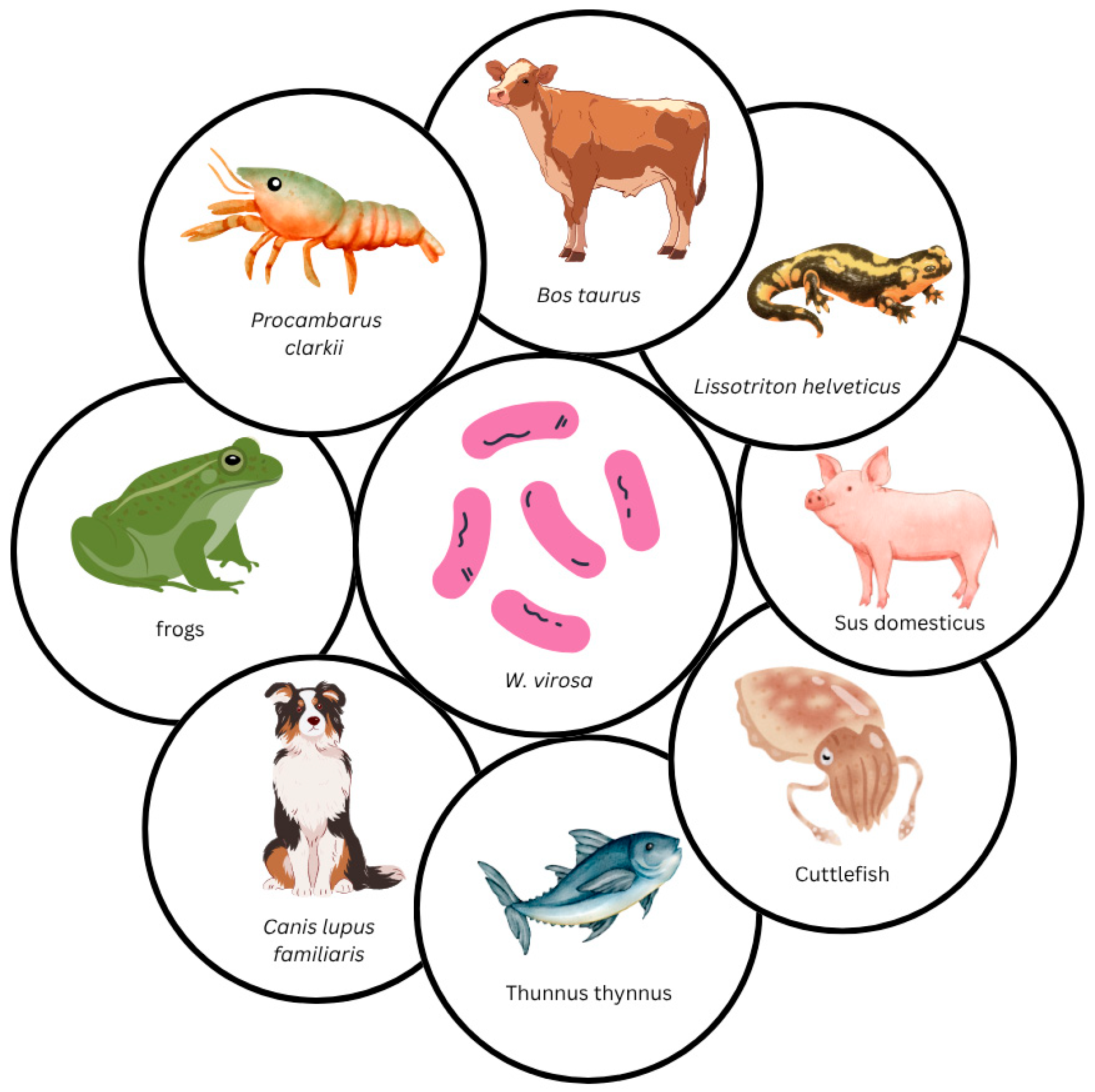 Tropicalmed 10 00210 g002 Tropicalmed 10 00210 g002