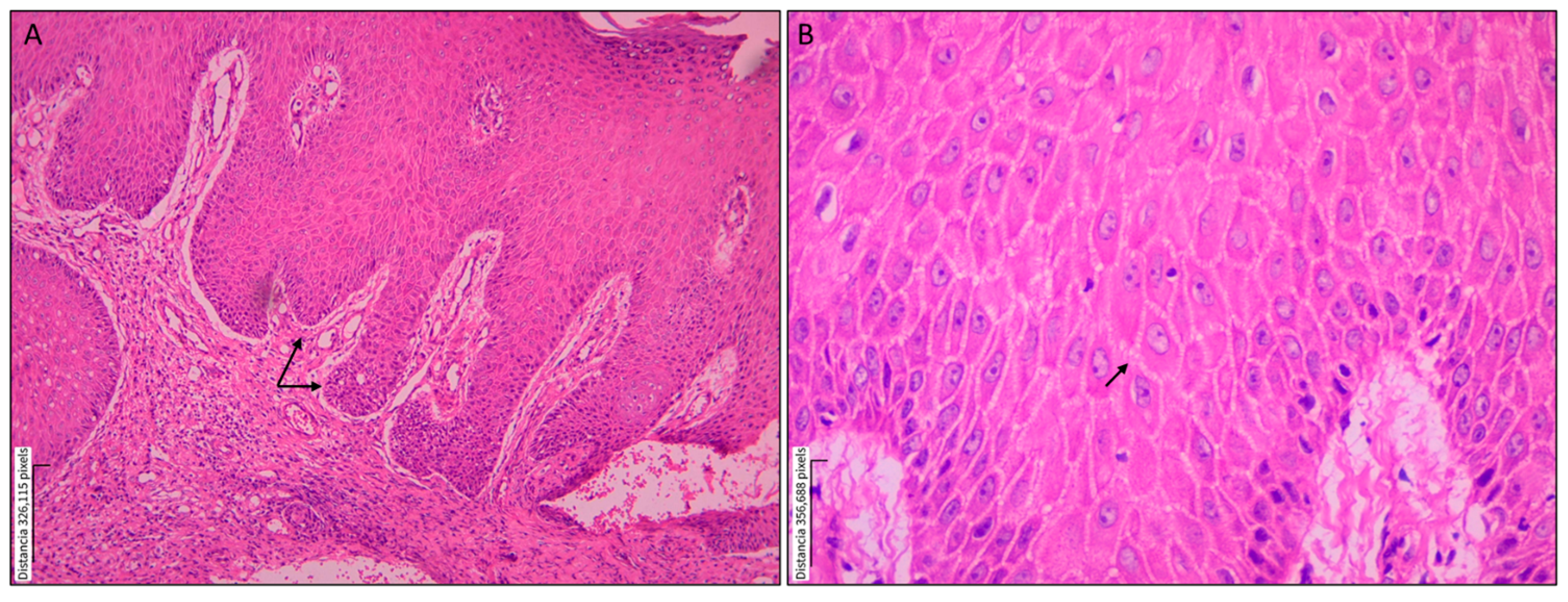 Tropicalmed 10 00232 g001