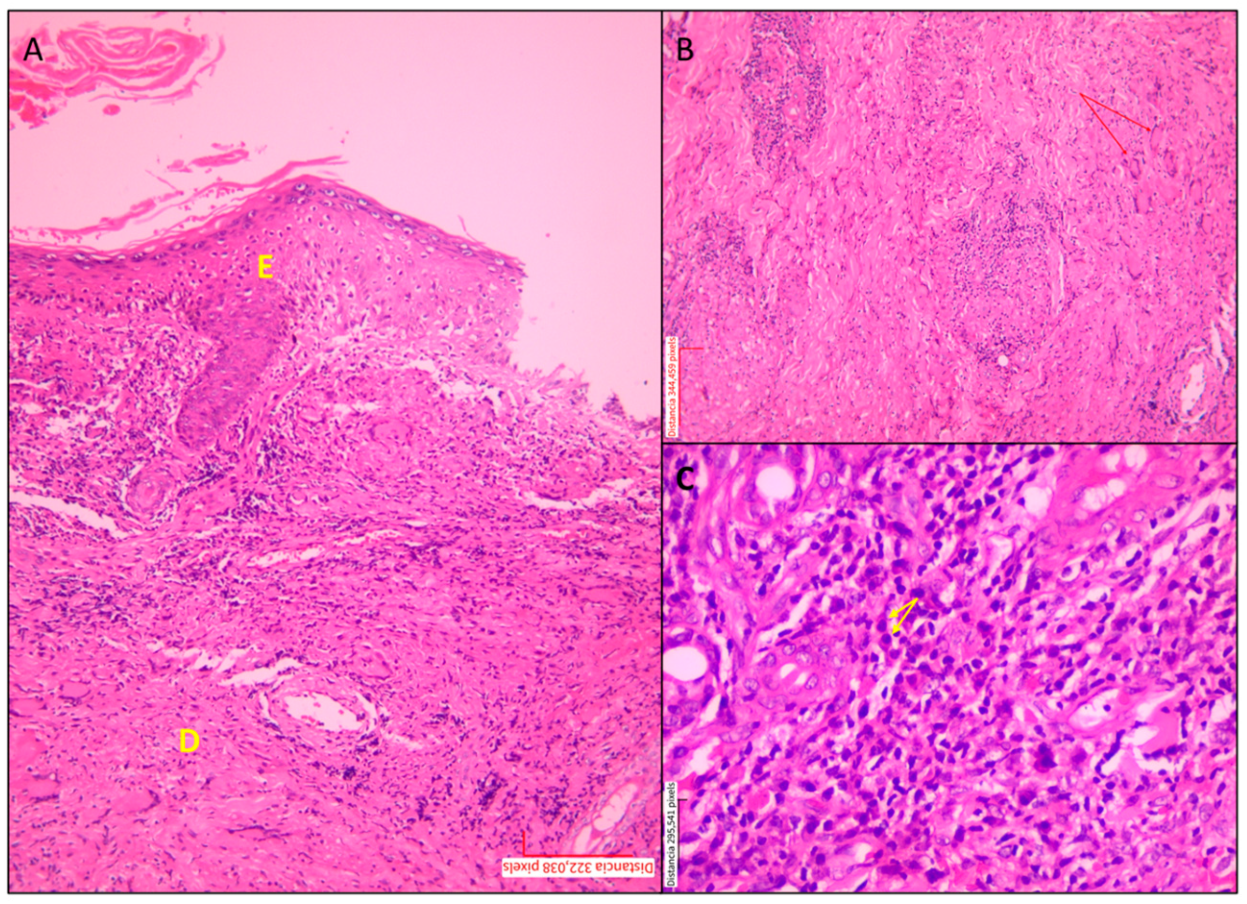 Tropicalmed 10 00232 g002