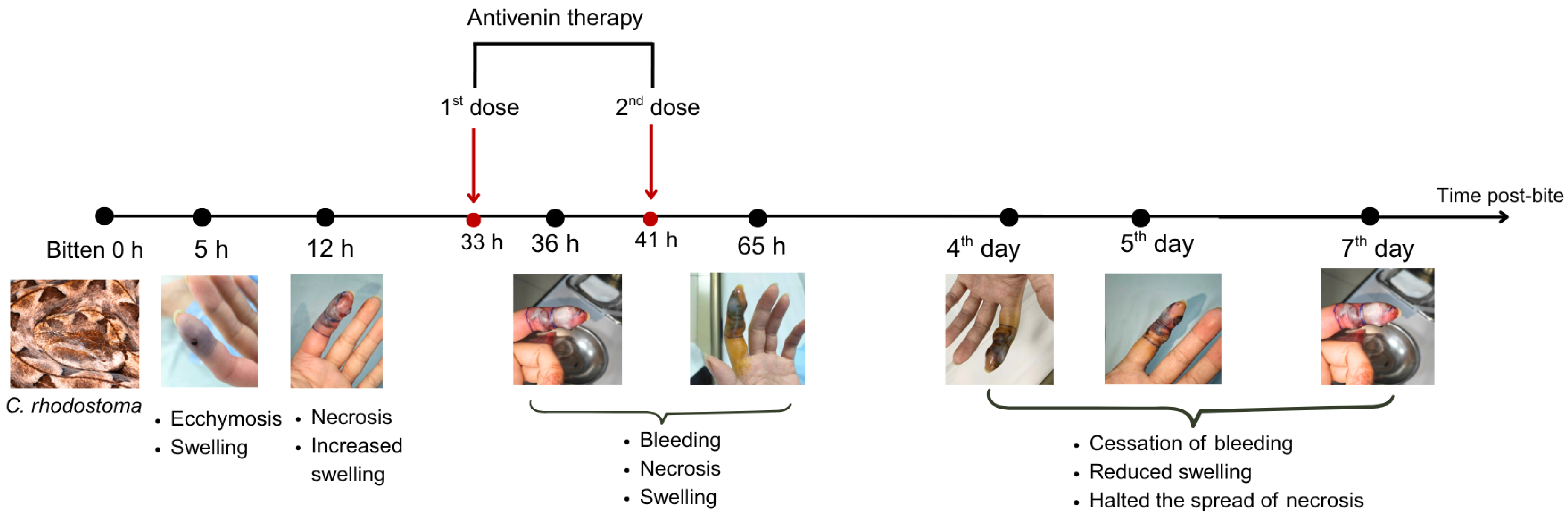 Tropicalmed 10 00331 g001
