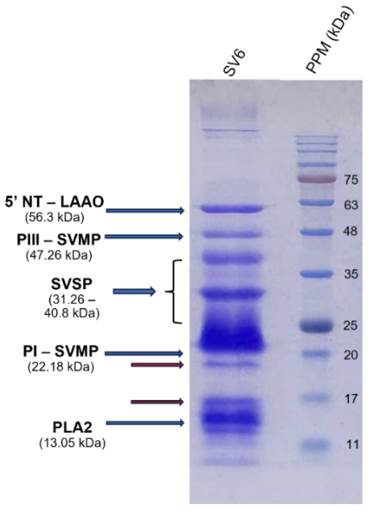 Tropicalmed 10 00331 g004