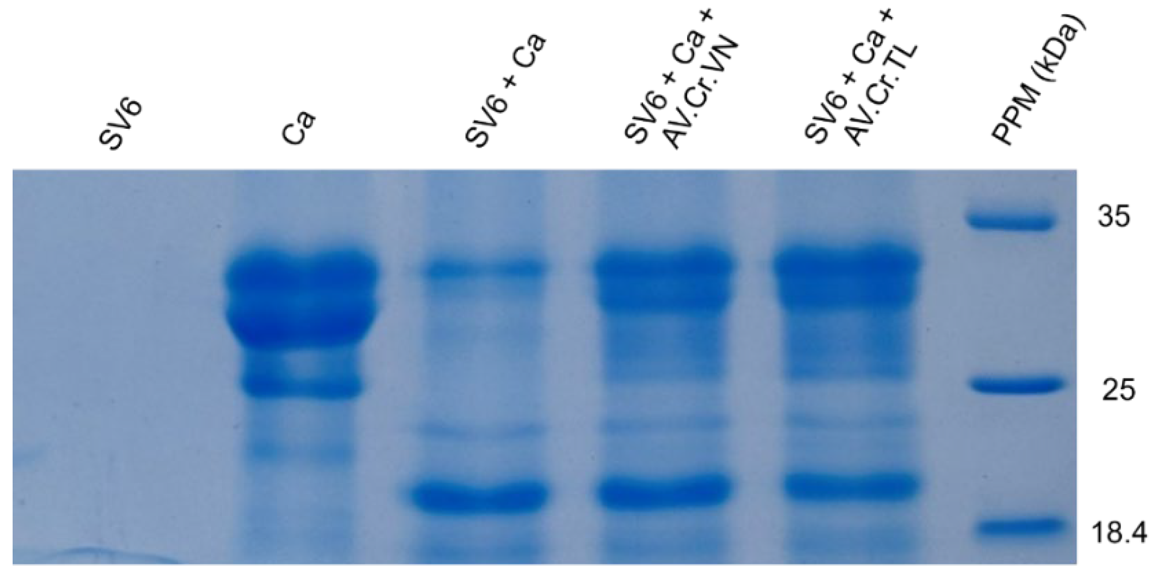 Tropicalmed 10 00331 g006