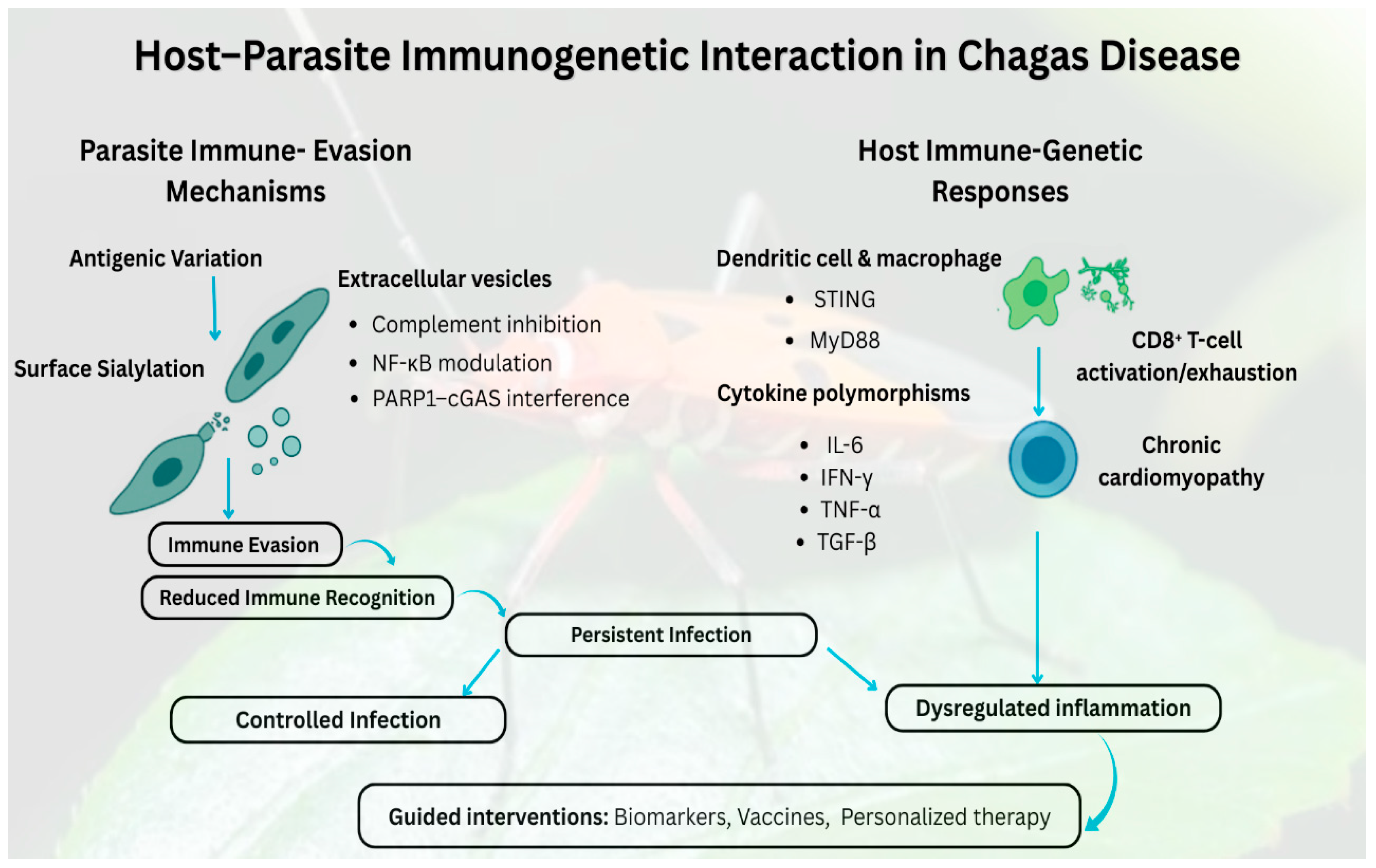 Tropicalmed 11 00002 g001