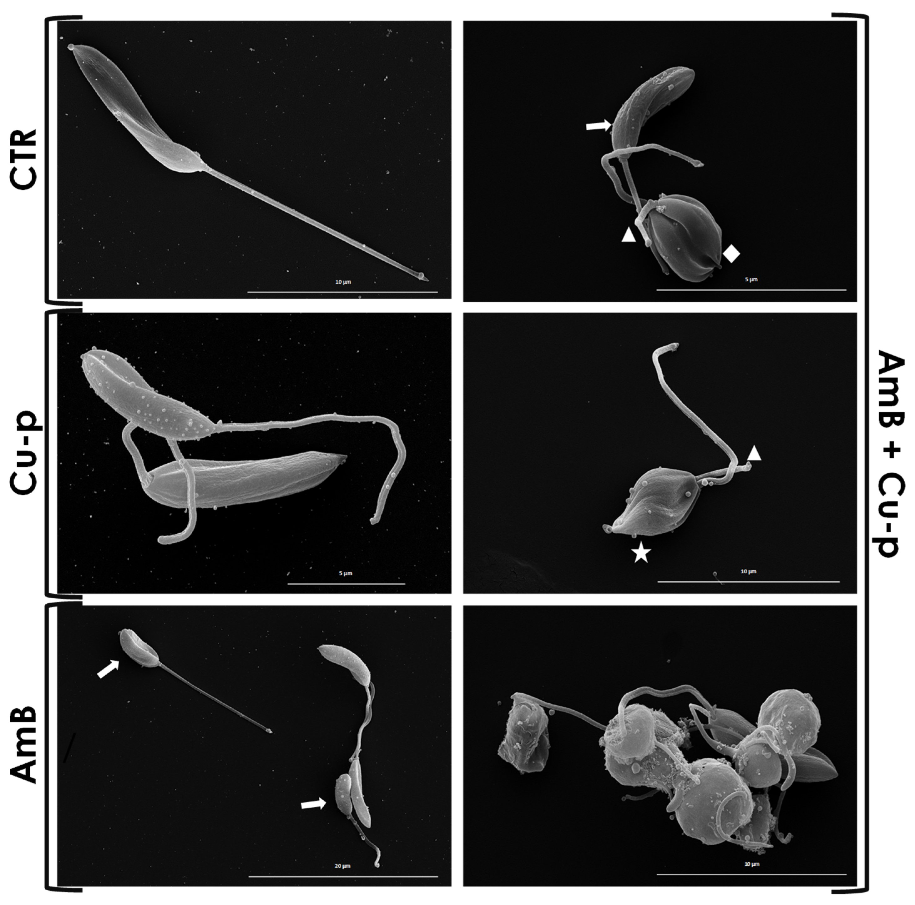 Tropicalmed 11 00004 g003 Tropicalmed 11 00004 g003