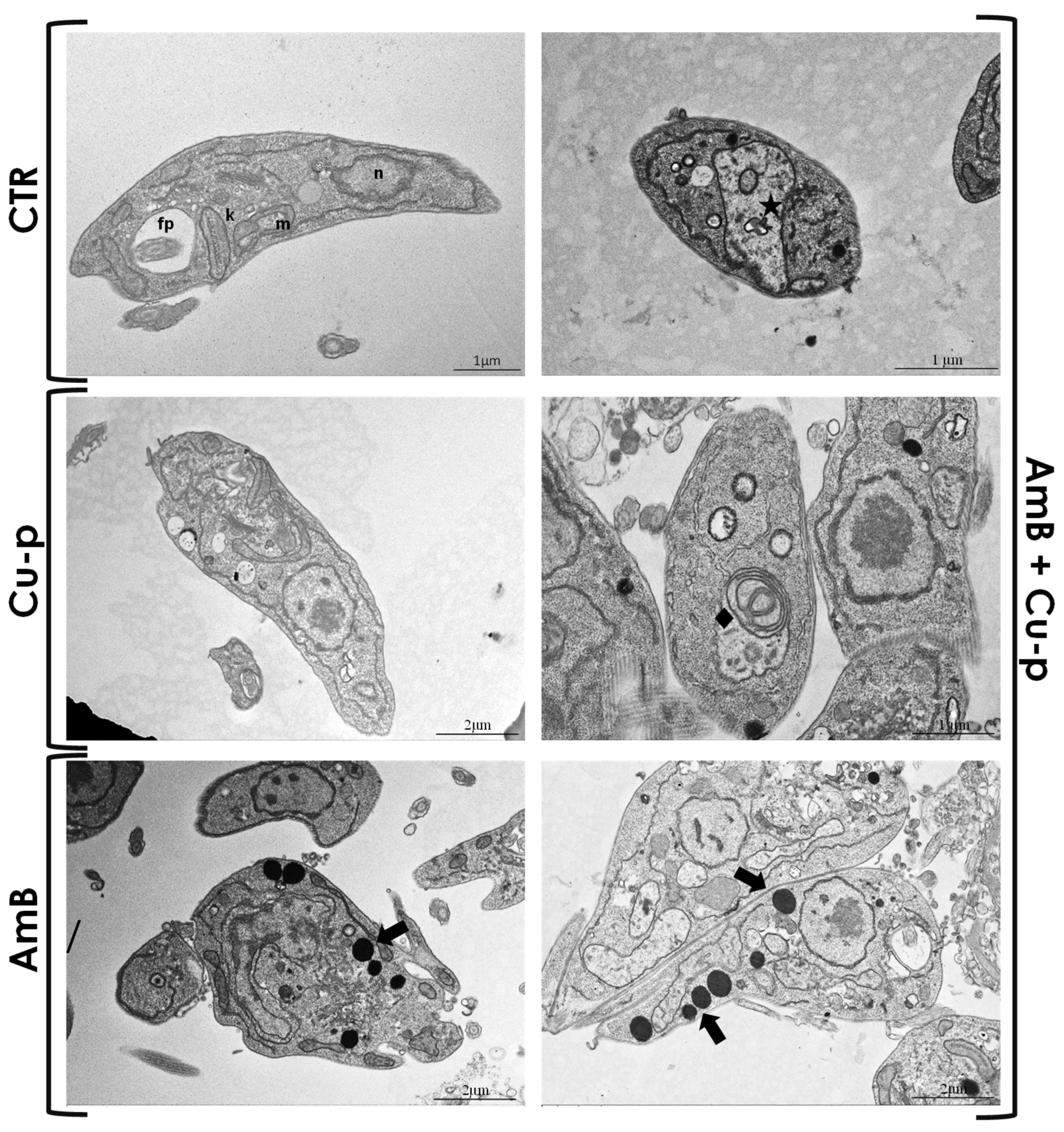 Tropicalmed 11 00004 g004 Tropicalmed 11 00004 g004