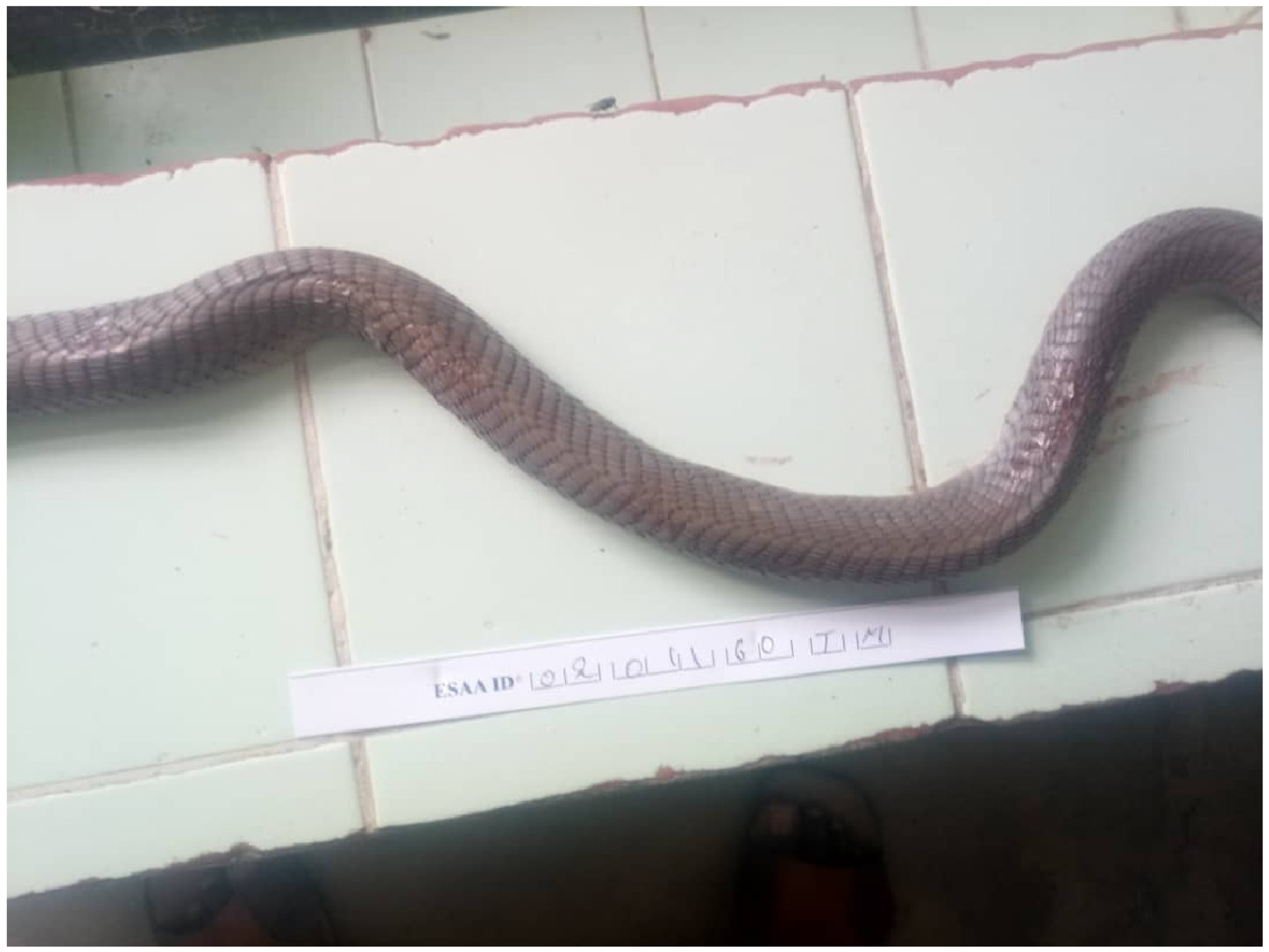 Tropicalmed 11 00032 g002