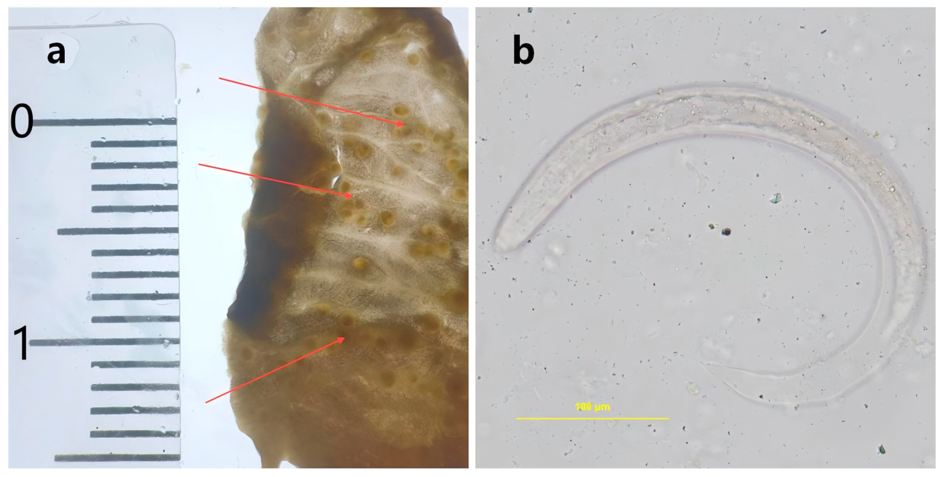Tropicalmed 11 00034 g001