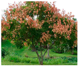 Urbansci 08 00136 i002