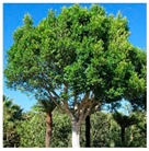 Urbansci 08 00136 i003