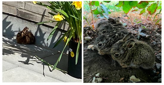 Urbansci 09 00027 g0a1