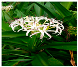 Urbansci 09 00105 i002