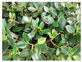 Urbansci 09 00105 i005