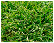 Urbansci 09 00105 i006