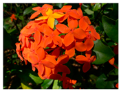 Urbansci 09 00105 i007