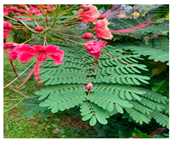 Urbansci 09 00105 i008