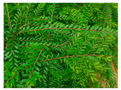 Urbansci 09 00105 i009