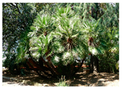 Urbansci 09 00105 i010