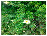 Urbansci 09 00105 i011