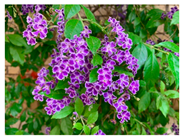 Urbansci 09 00105 i012