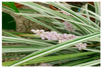 Urbansci 09 00105 i016