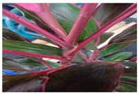 Urbansci 09 00105 i018