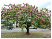 Urbansci 09 00416 i002 Urbansci 09 00416 i002