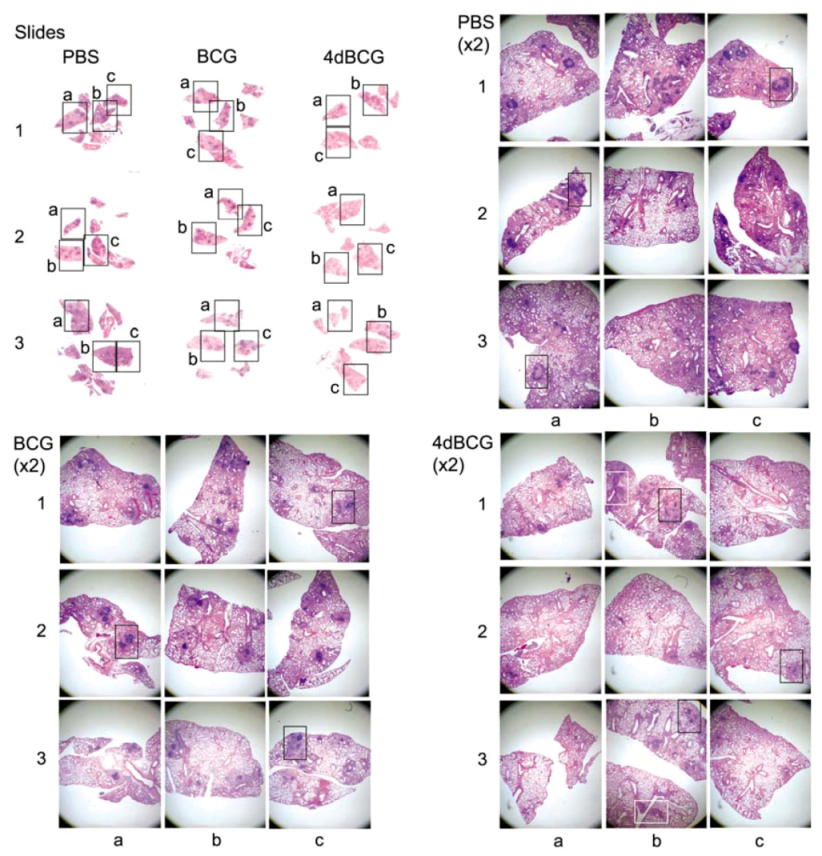 Vaccines 01 00034 g004 1024