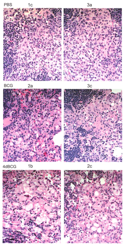 Vaccines 01 00034 g006 1024
